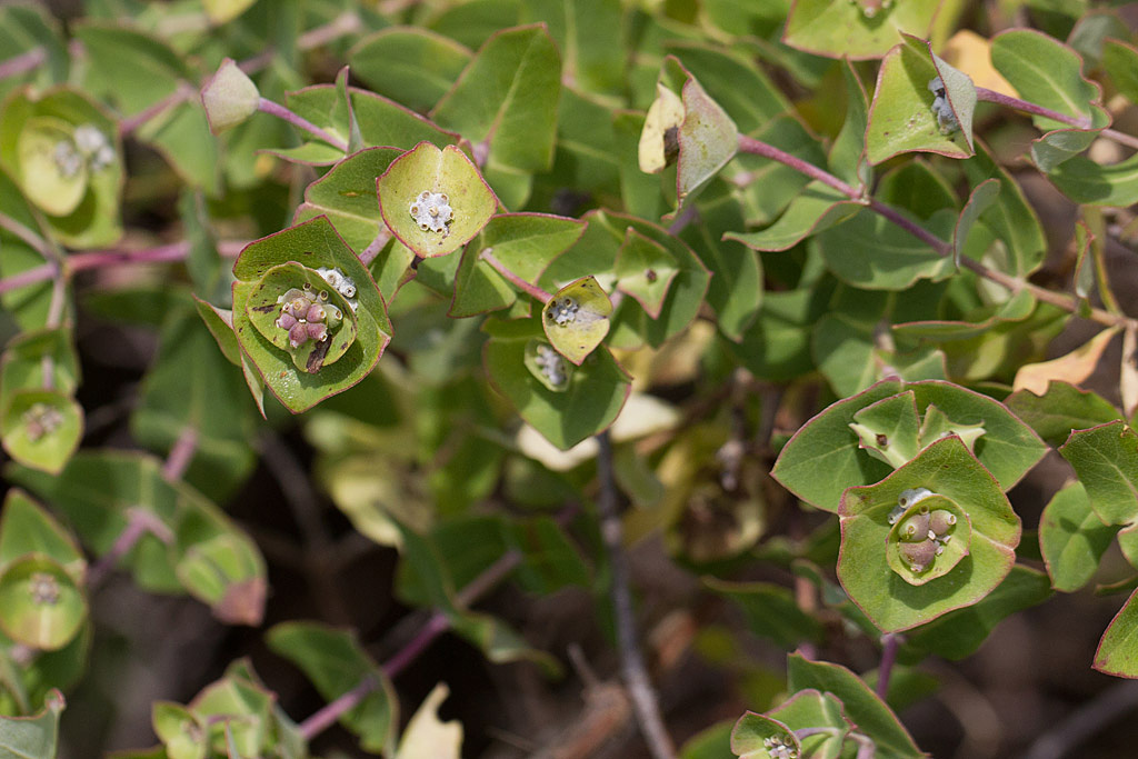 Lonicera implexa.jpg