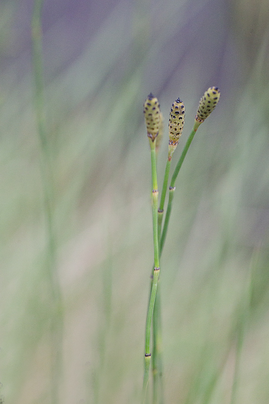 prêle panachée - Equisetum variegatum.jpg