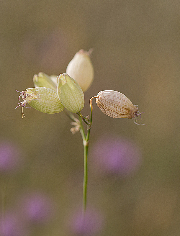 silène enflèe -  Silene vulgaris.jpg