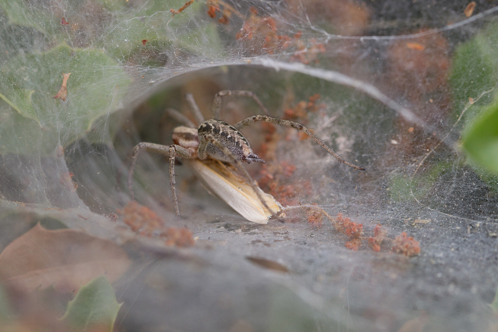 Agelena labyrinthica.jpg