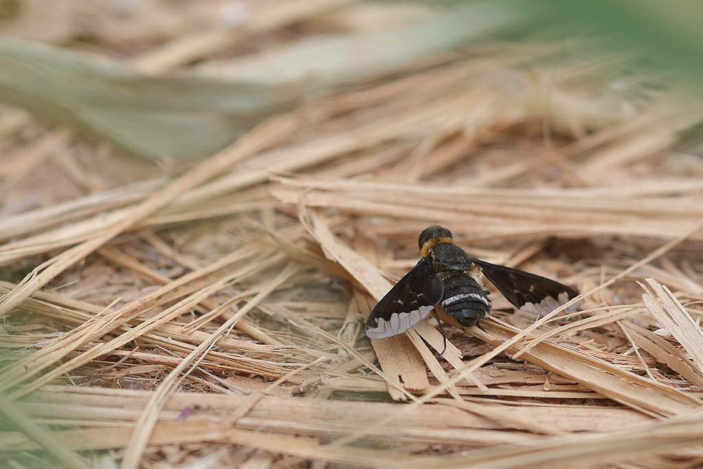 Hemipenthus blanchardiana-.JPG