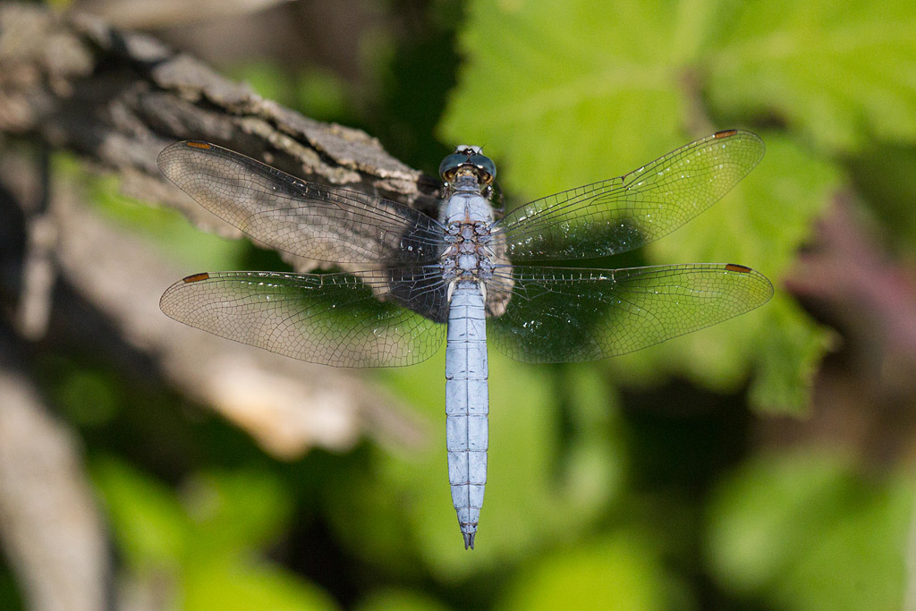 orthétrum brun - Orthetrum brunneum.jpg