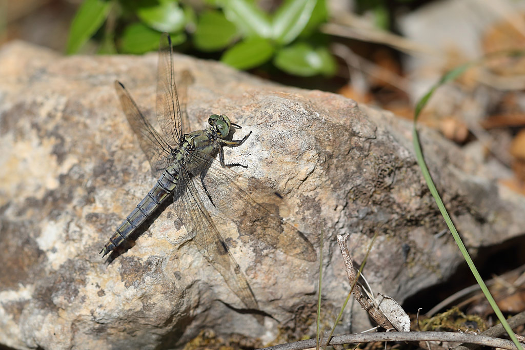 orthétrum réticulé - Orthetrum cancellatum.JPG