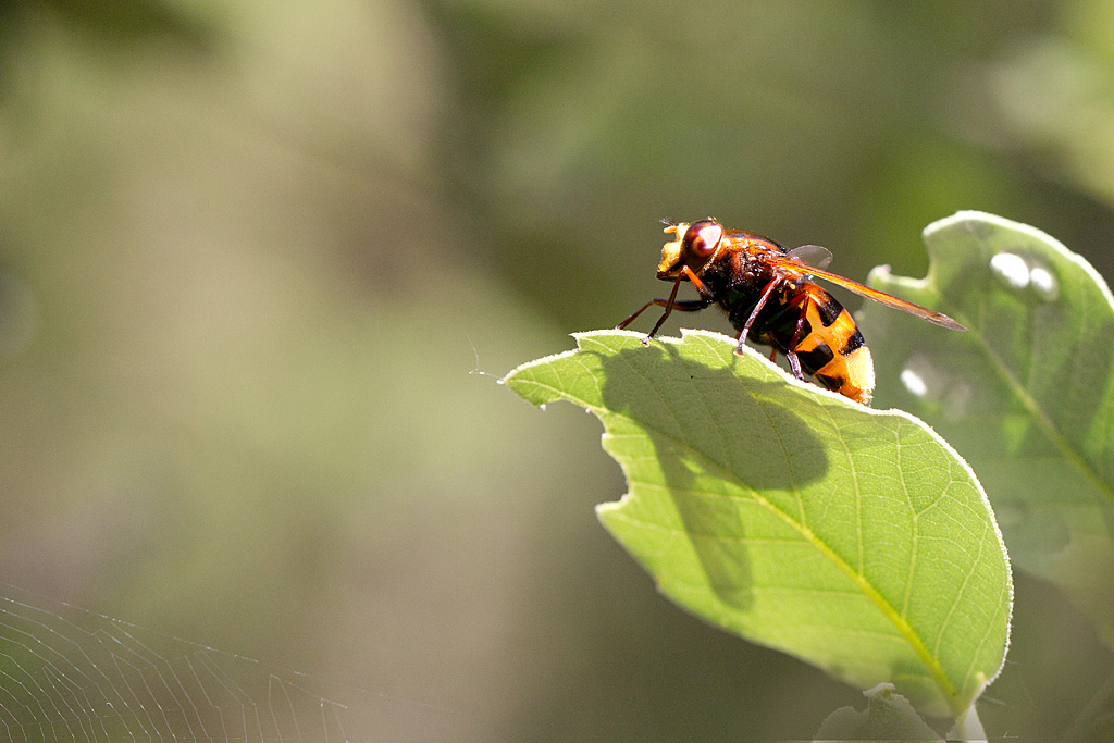 Volucella zonaria 2.jpg