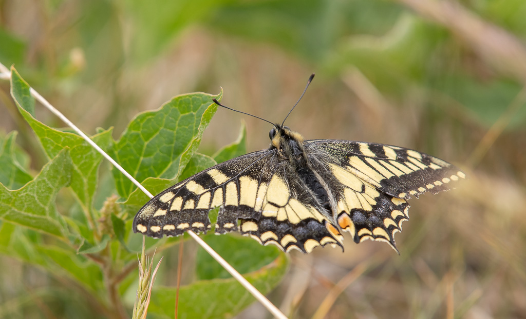 Machaon -0- (2).jpg