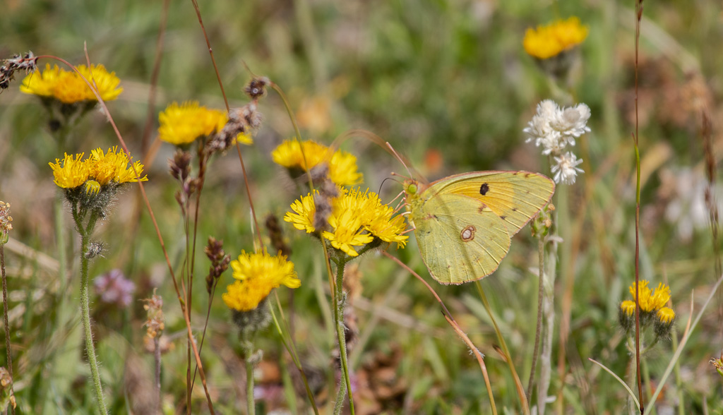 Papillon Le Candide -1-.jpg