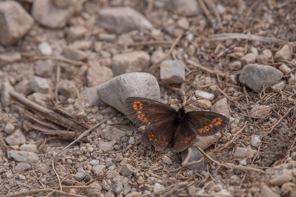 Papillon Moiré-0-.jpg