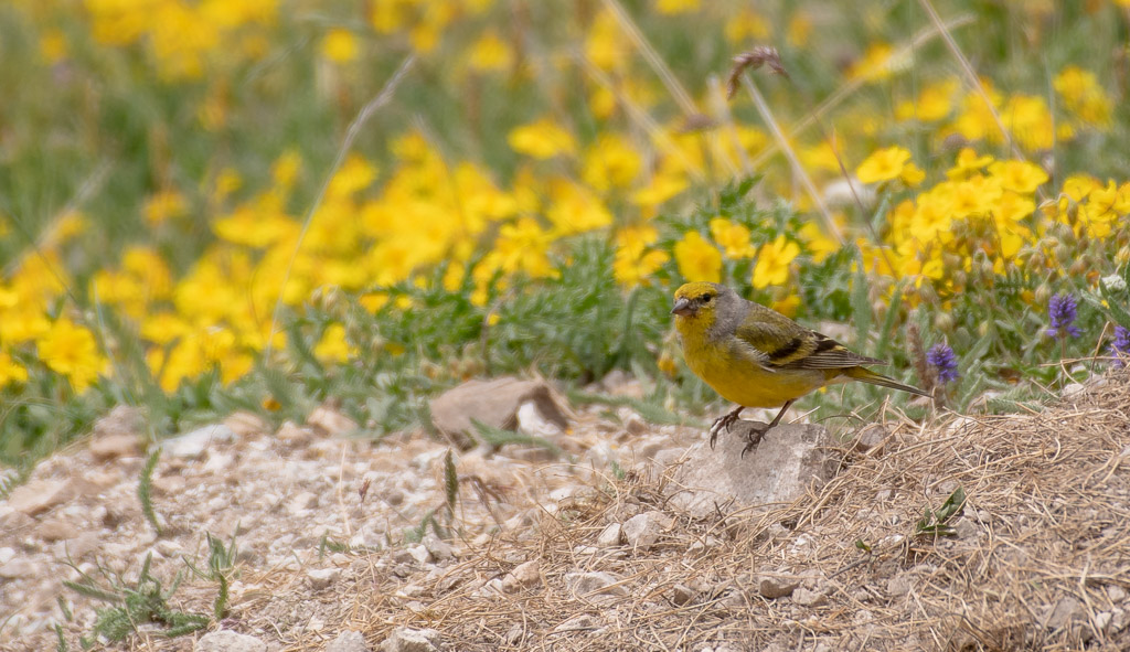 Venturons Montagnard -1-.jpg