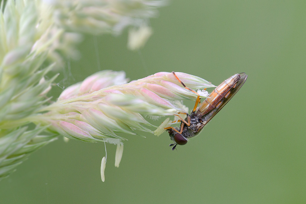 Platycheirus clypeatus 3.jpg