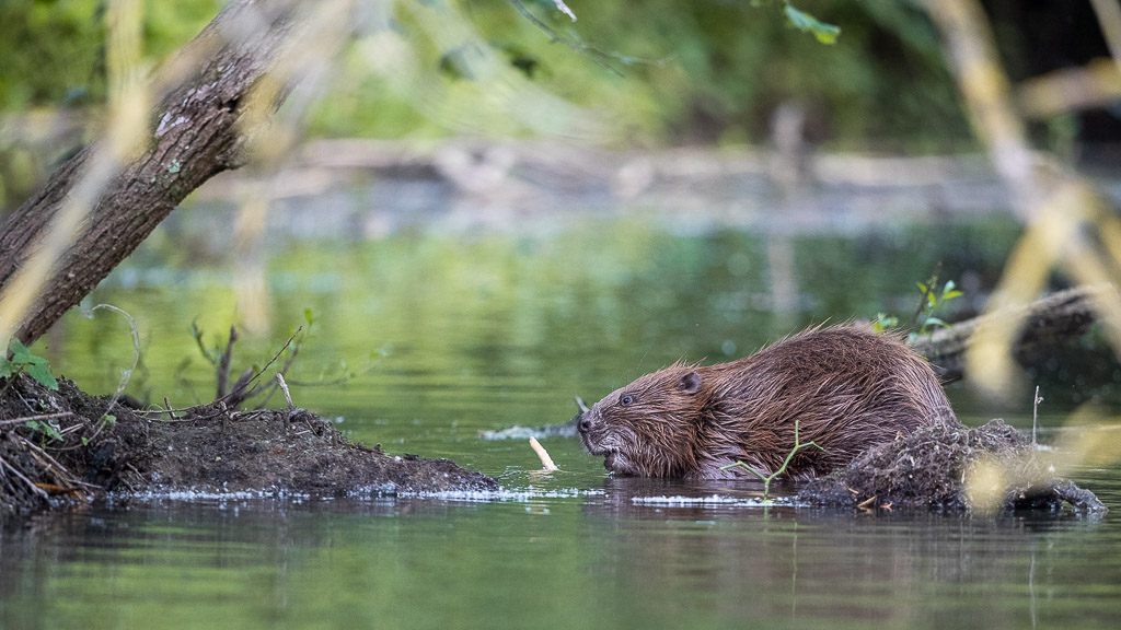 Castor d'Europe (Castor fiber) Eurasian beaver-275.jpg