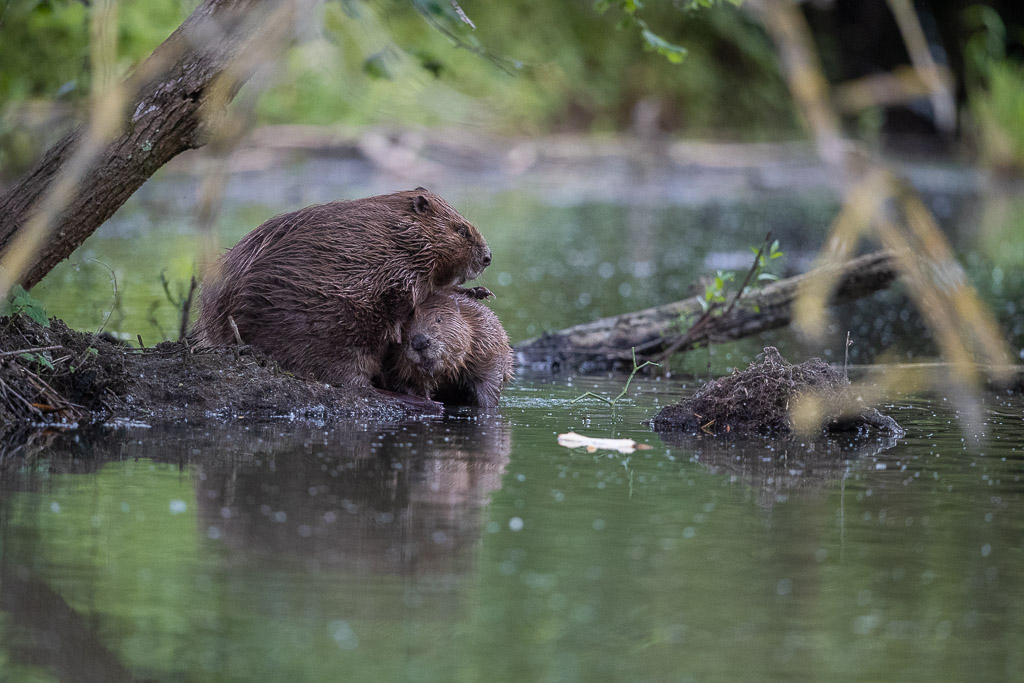 Castor d'Europe (Castor fiber) Eurasian beaver-406.jpg