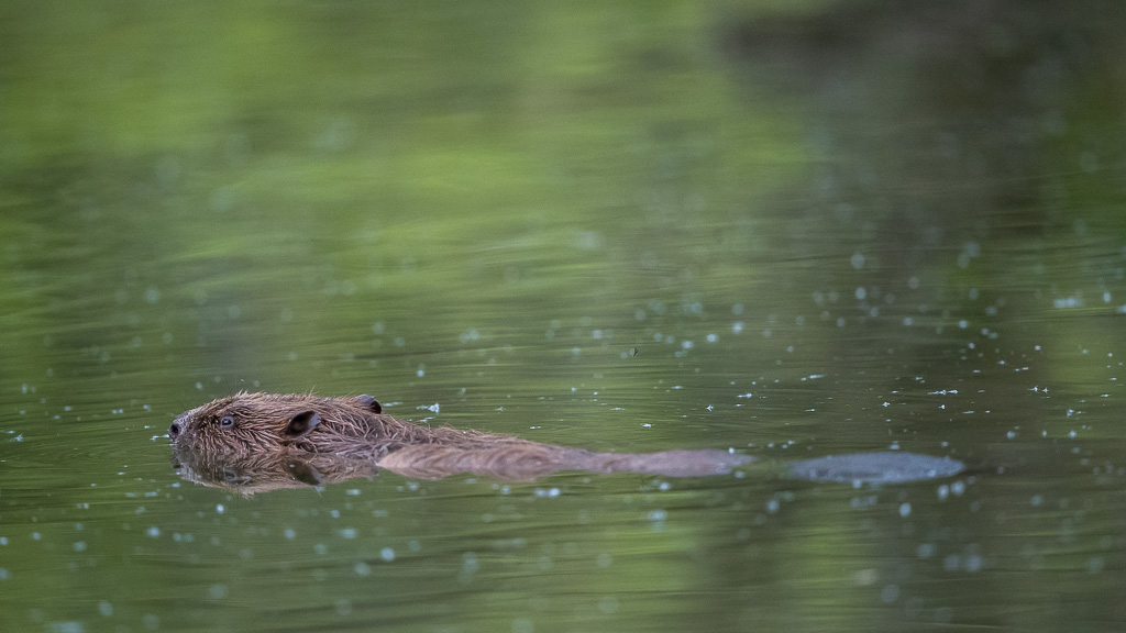 Castor d'Europe (Castor fiber) Eurasian beaver-436.jpg