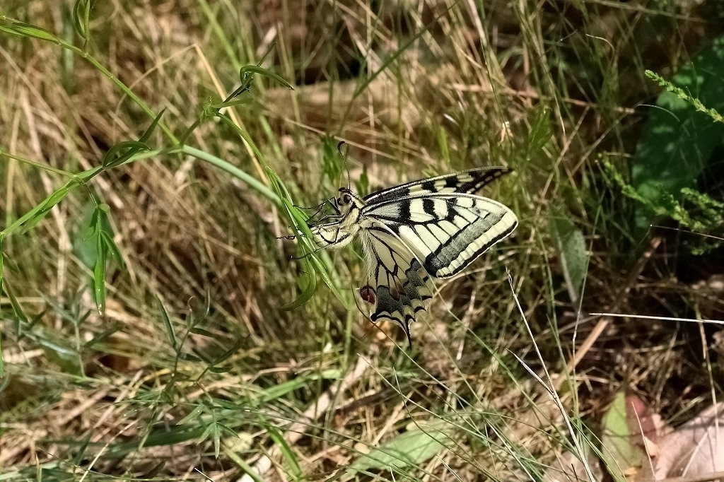 IMG_3455X Papilio machaon.JPG
