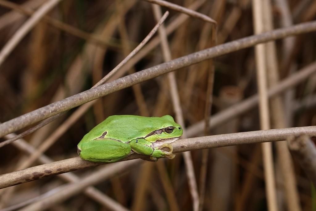 IMG_8047 Hyla arborea Rainette verte.JPG