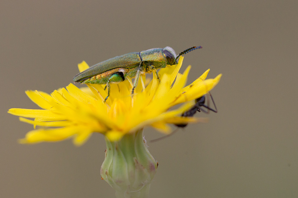 bupestre hongrois - Anthaxia hungarica 2.jpg