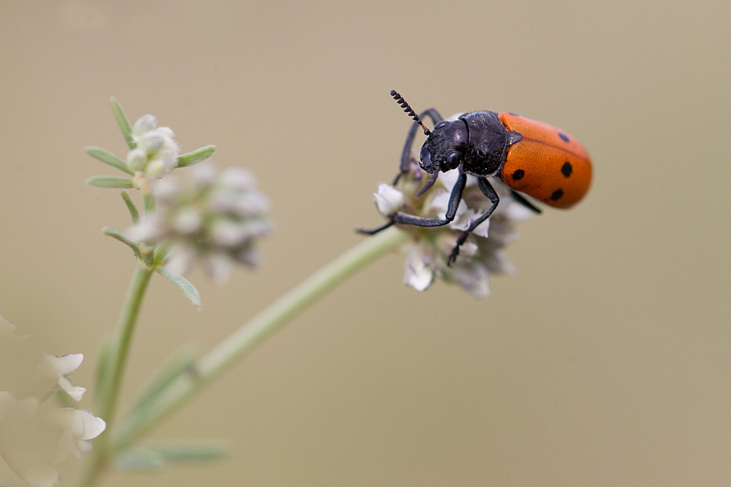 Lachnaia pubescens.jpg