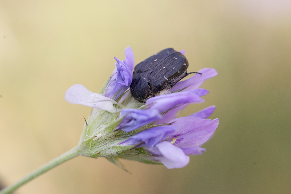 Protaetia ( Netocia) morio.jpg