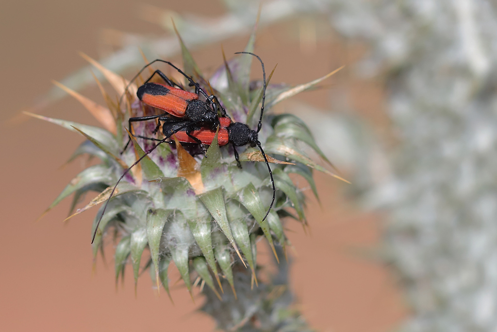 Purpuricenus badensis.JPG