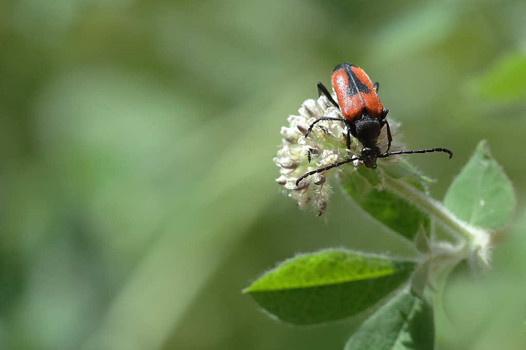 Stictoleptura (Leptura) cordigera.JPG