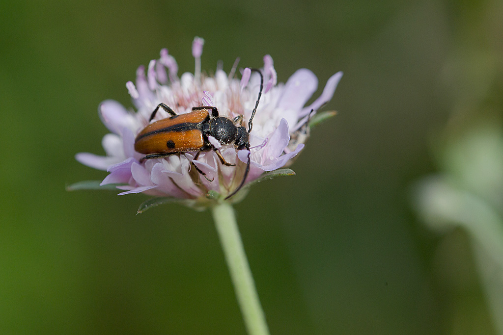 Vadonie à 1 point- Vadonia unipunctata.jpg