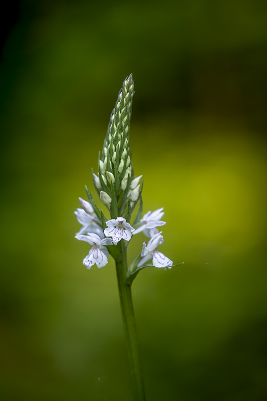 orchis maculata (1).jpg