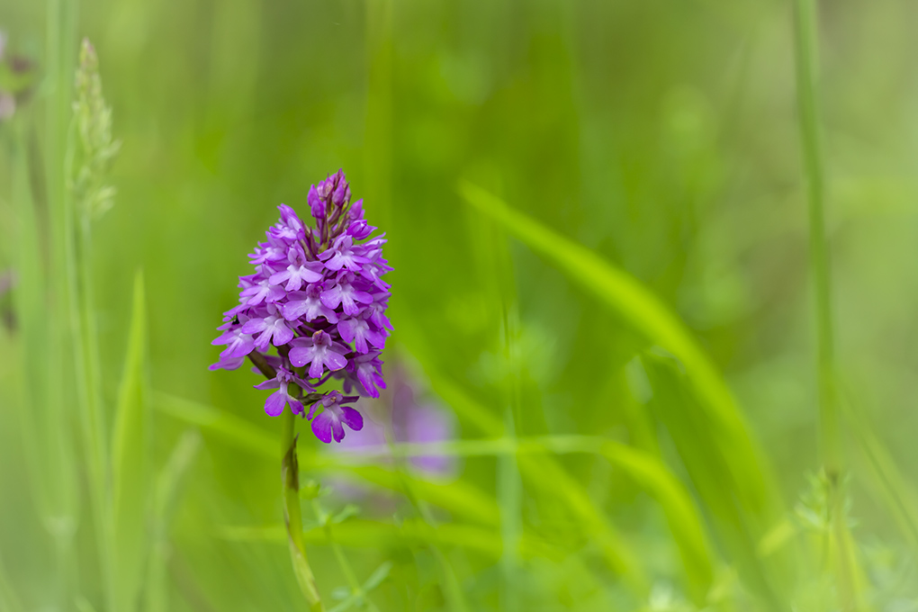 Orchis pyramidale 2022 1.jpg