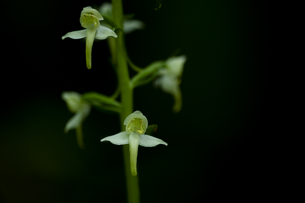 orchis verdatre 2022 2.jpg