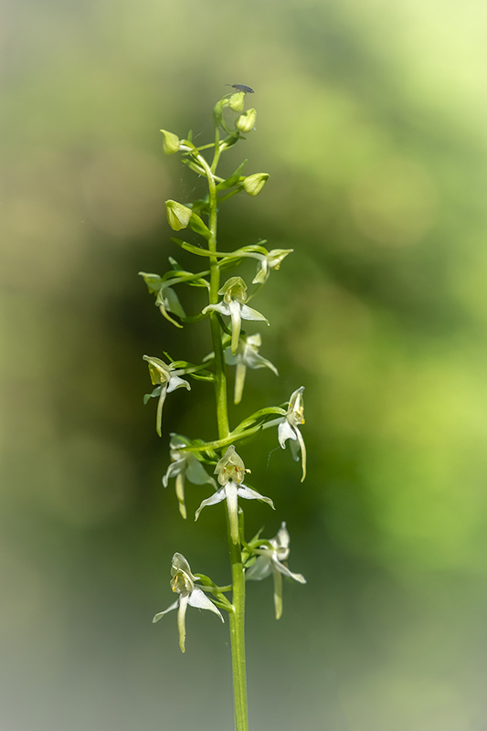 orchis verdatre 2022 3 copie.jpg