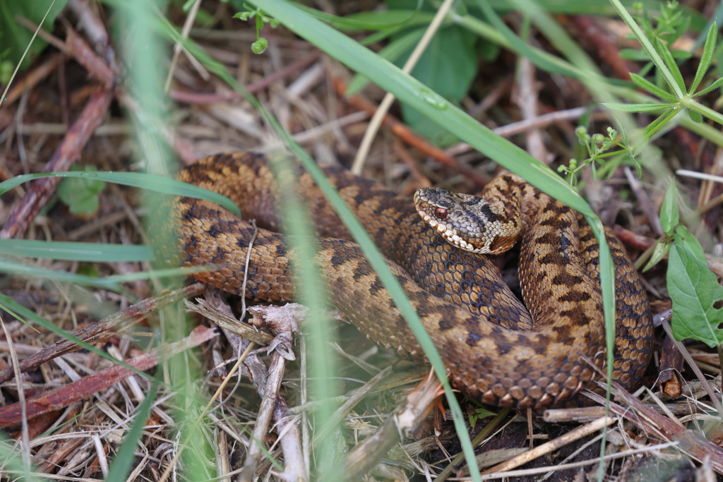 Vipère péliade - Vipera berus  V127  #1 050622 I&N.JPG