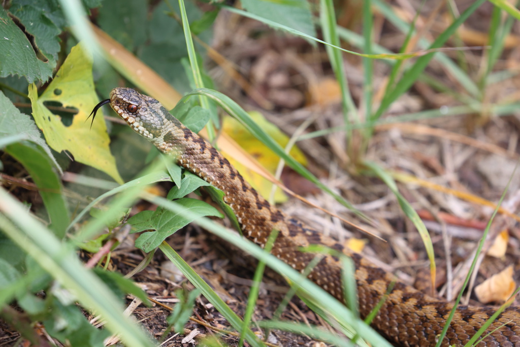 Vipère péliade - Vipera berus  V127  #1 200622 I&N.JPG