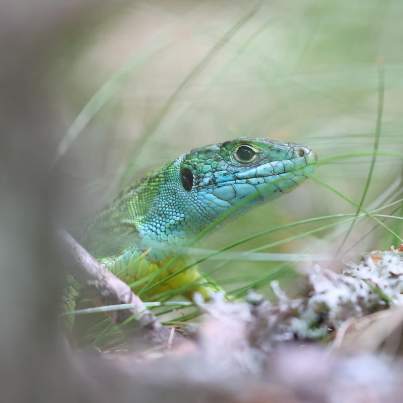 Lézard vert - Lacerta bilineata 33 bis I&N.JPG