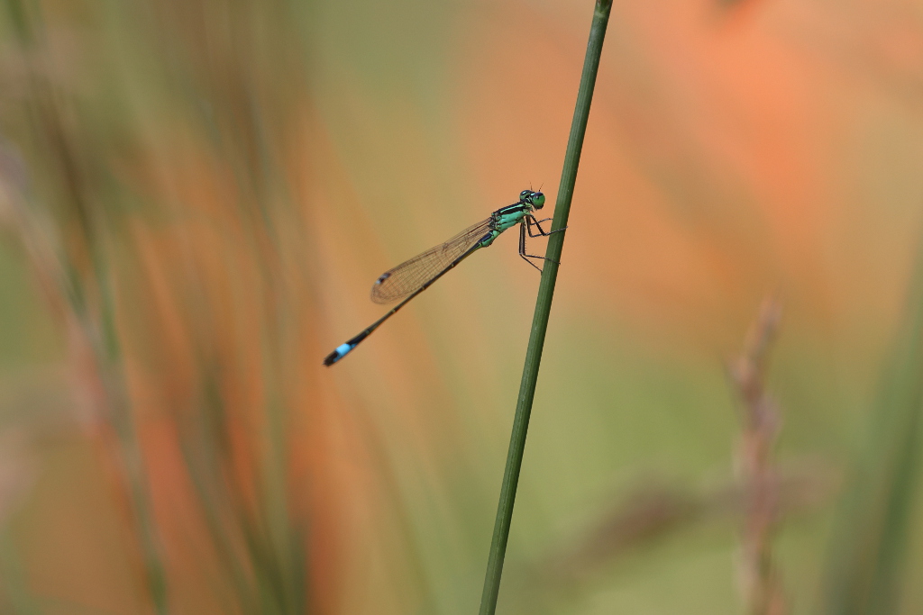 Agrion élégant 18 I&N.JPG