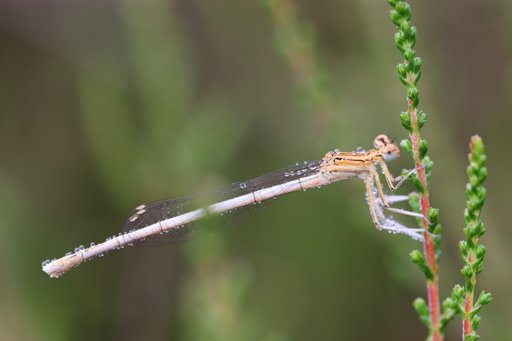 Agrion sp I&N.JPG