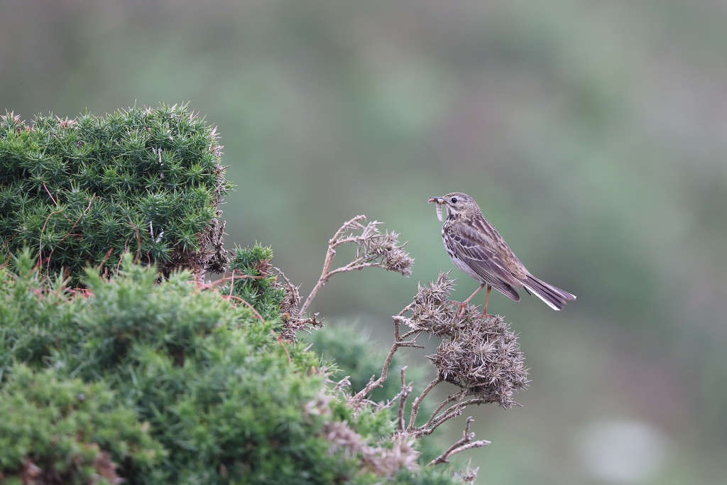 Pipit farlouse 9 I&N.JPG