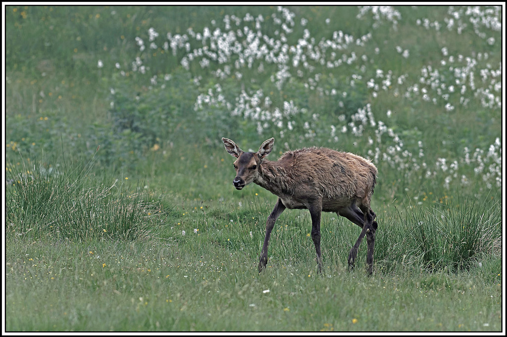 cerf(3988).jpg