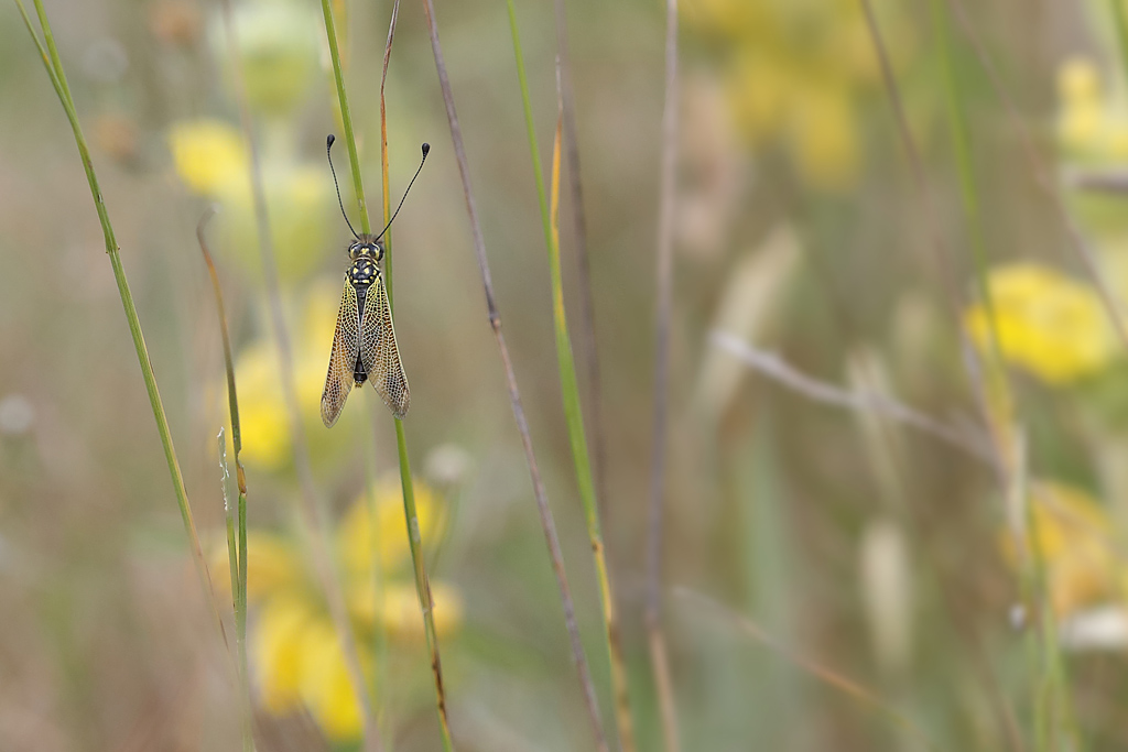 Ascalaphe ambré - Libelloides longicornis.JPG