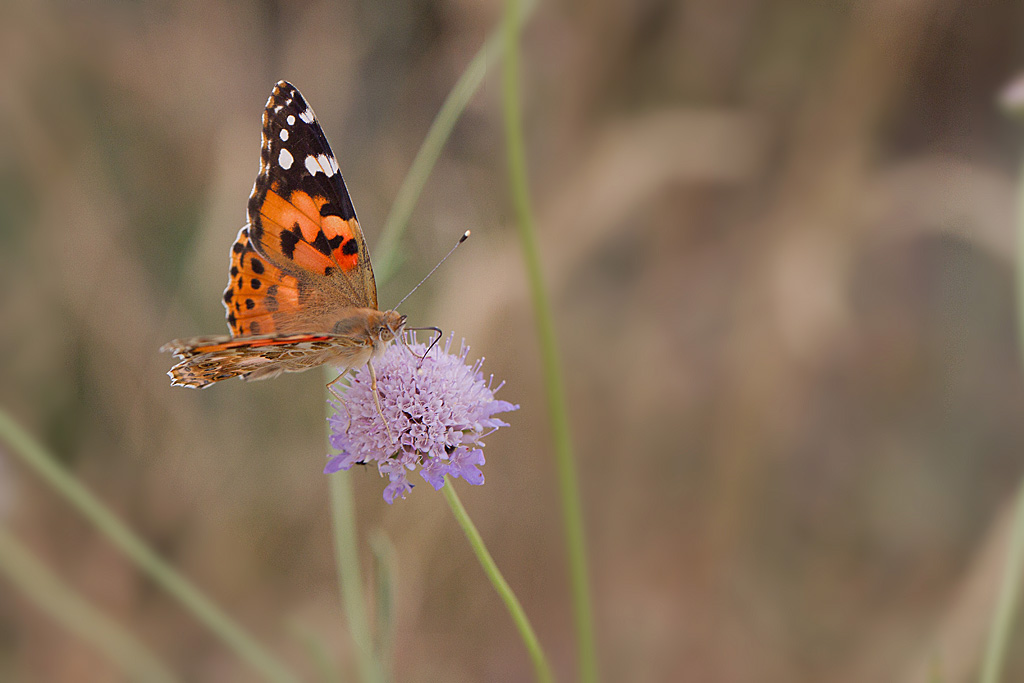 La belle dame - Vanessa cardui.jpg