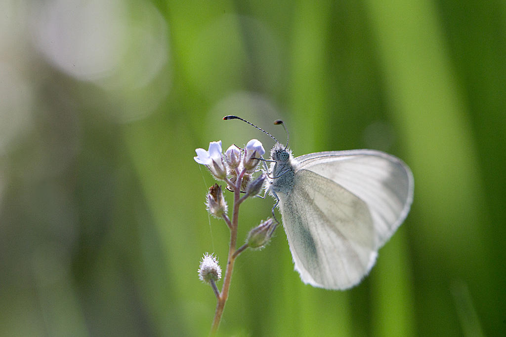 La piéride de la moutarde - Leptidea sinapis.jpg