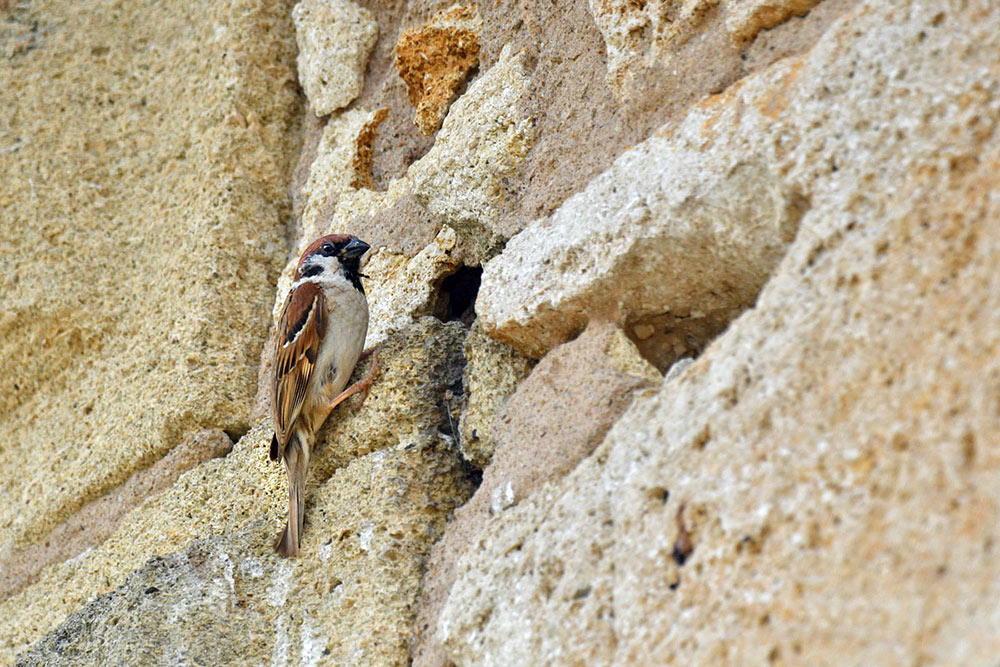 moineau friquet.jpg