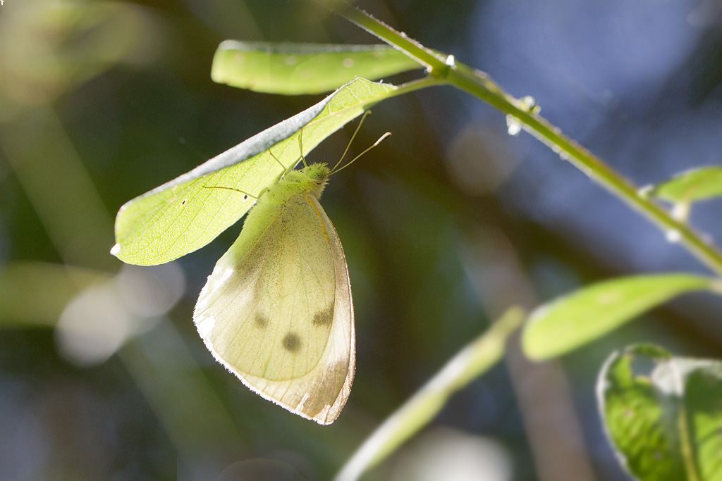 La piéride de la rave - Pieris rapae.jpg