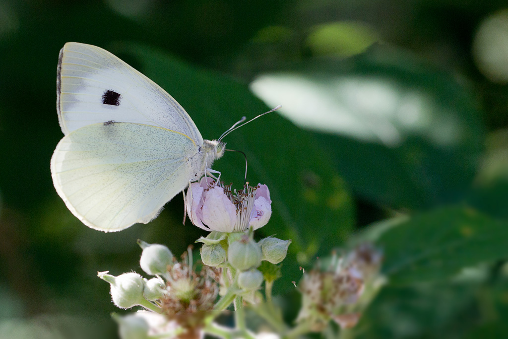 La piéride du chou - Pieris brassicae.jpg