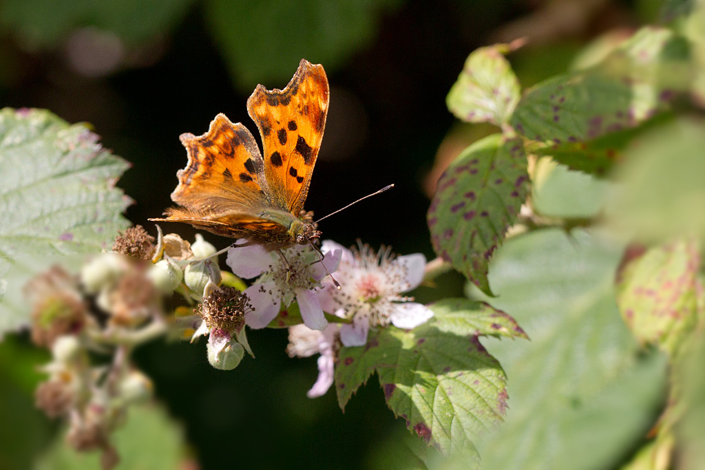 Le robert le diable - Polygonia c-album.jpg