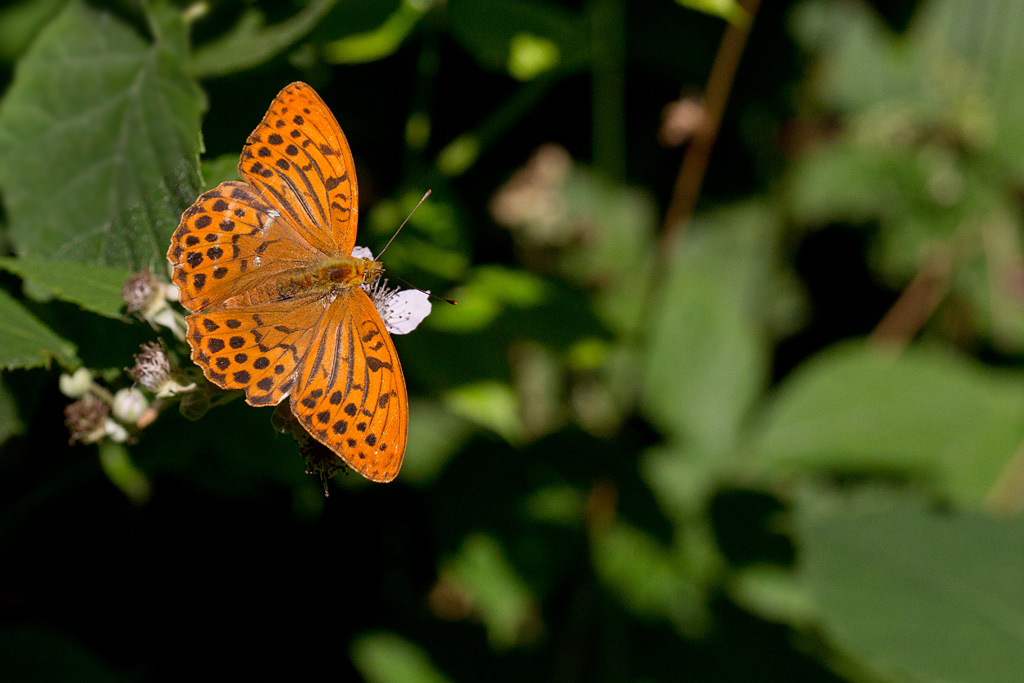 Le tabac d'espagne - Argynnis paphia  mâle.jpg