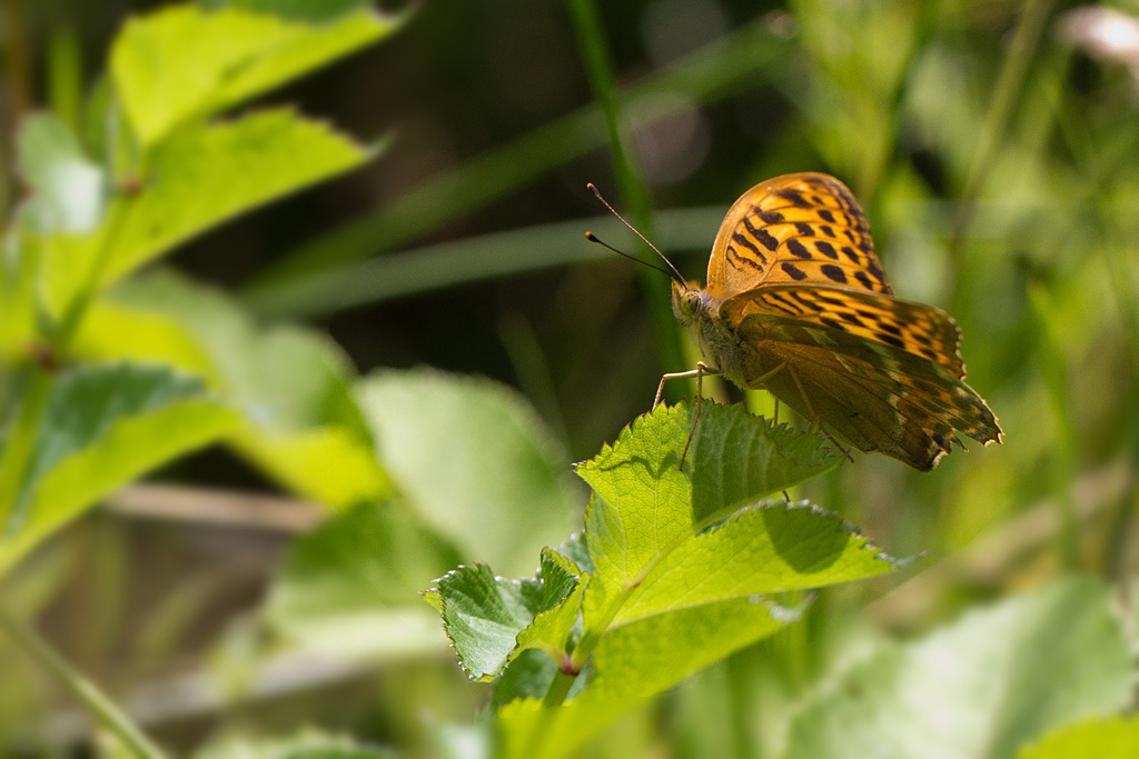 Le tabac d'espagne - Argynnis paphia femelle.jpg