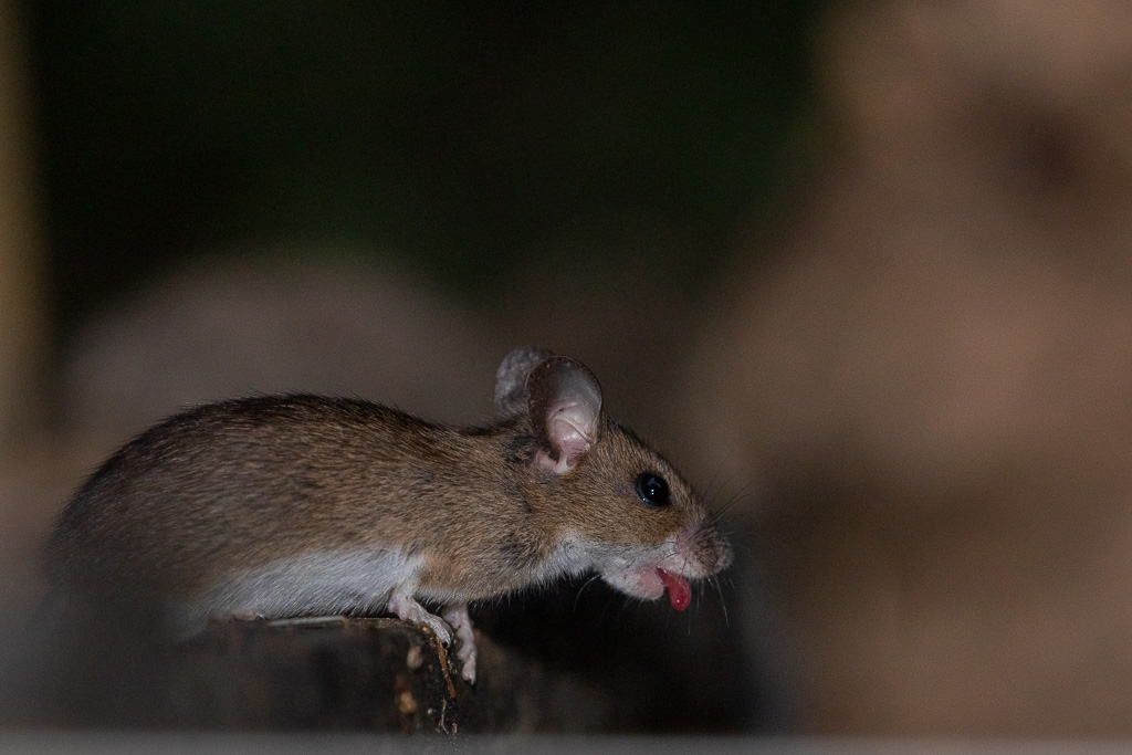 Mulot sylvestre (Apodemus sylvaticus)-22.jpg