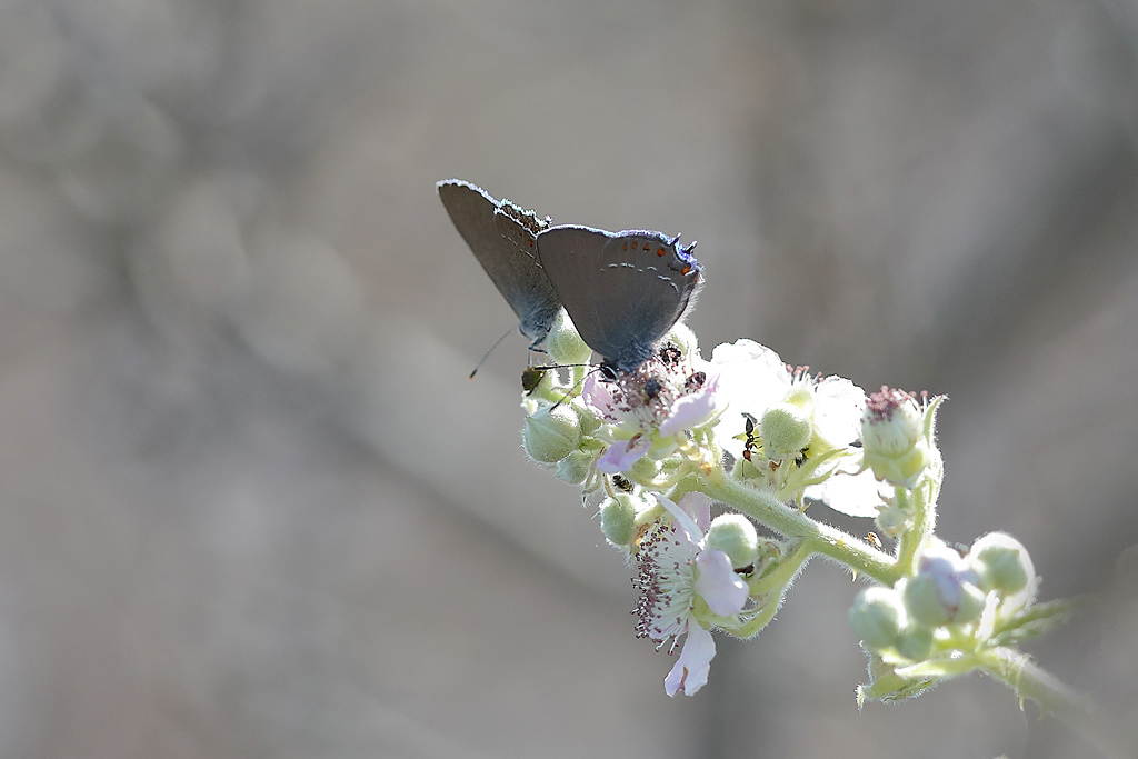 La thècla de l'yeuse - Satyrium ilicis 2.JPG