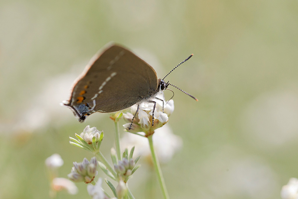 La thècla des nerpruns - satyrium spinii 2.jpg