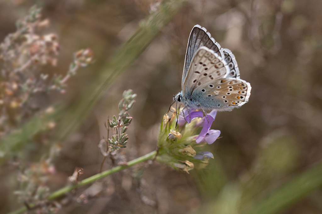 Le bleu nacré d'Espagne- Lysandra hispana 1.jpg