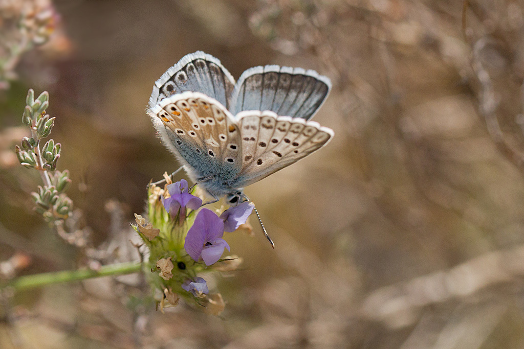 Le bleu nacré d'Espagne- Lysandra hispana 2.jpg