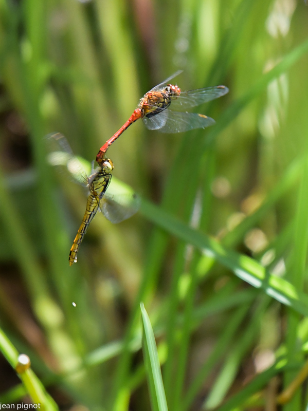 sympetrum (2).JPG